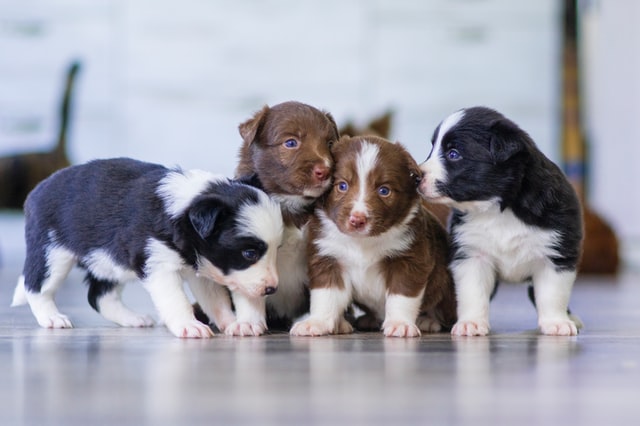 Choose-cavoodle-puppies-for-sale-Australia