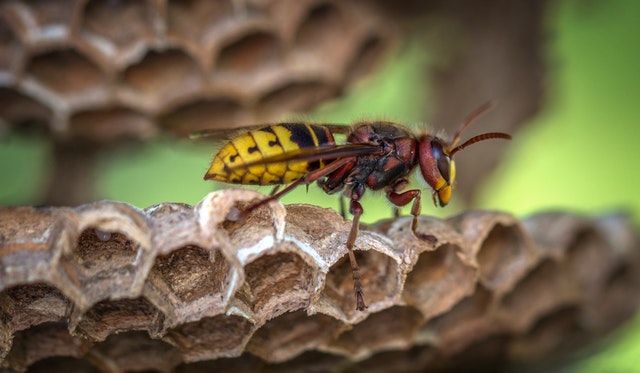 Wasp exterminator 
