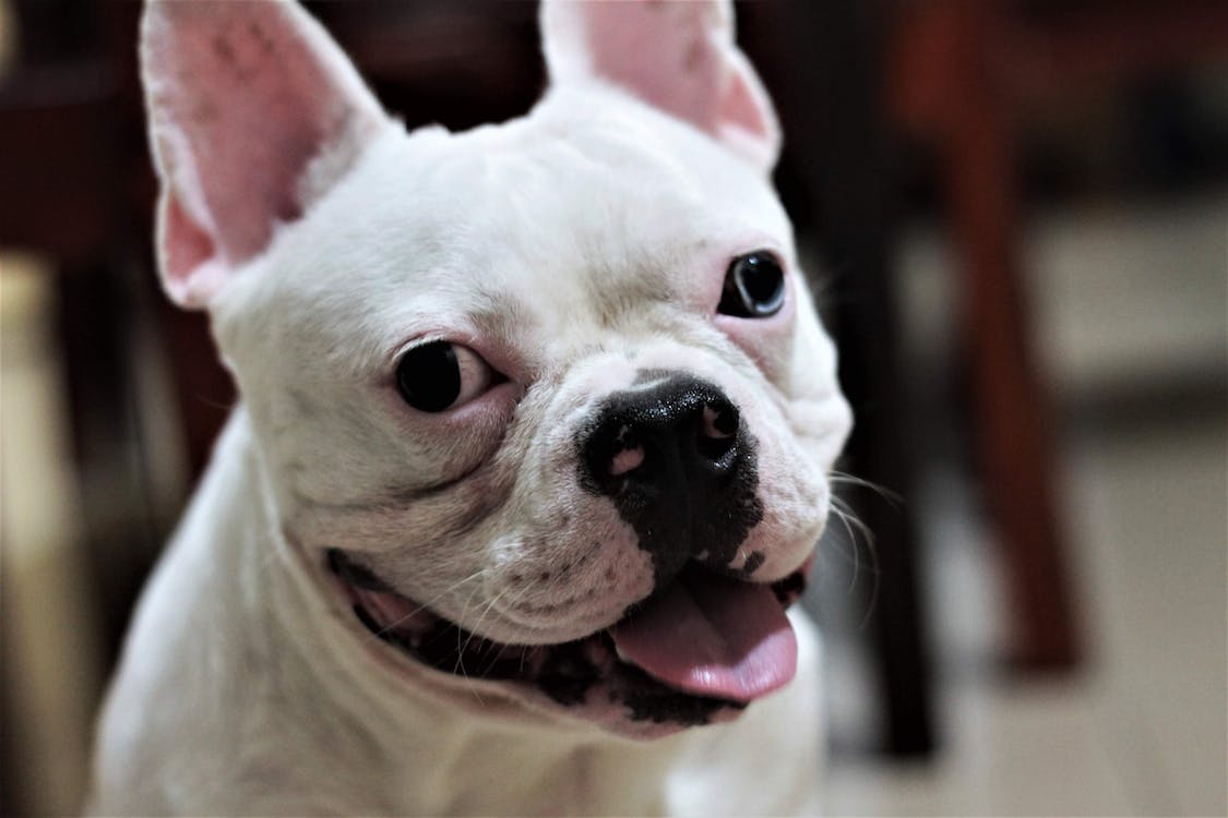 Important Tips When Buying “French Bulldogs For Sale Near Me”