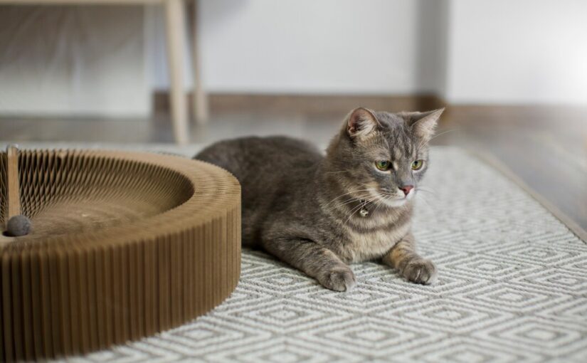 The Essential Guide to Selecting Your Sydney Cat Boarding Facility